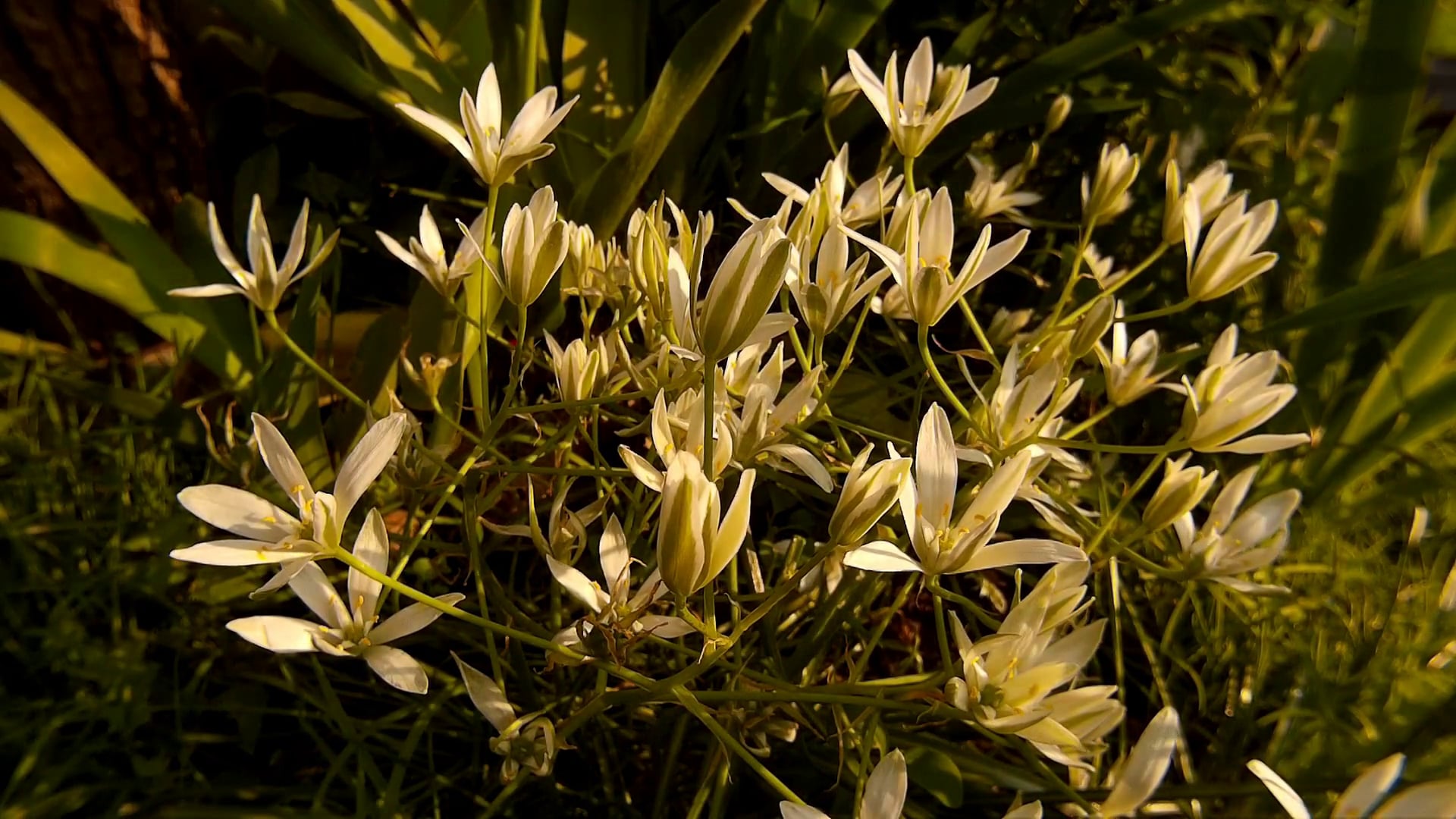 time lapse flowers on Vimeo