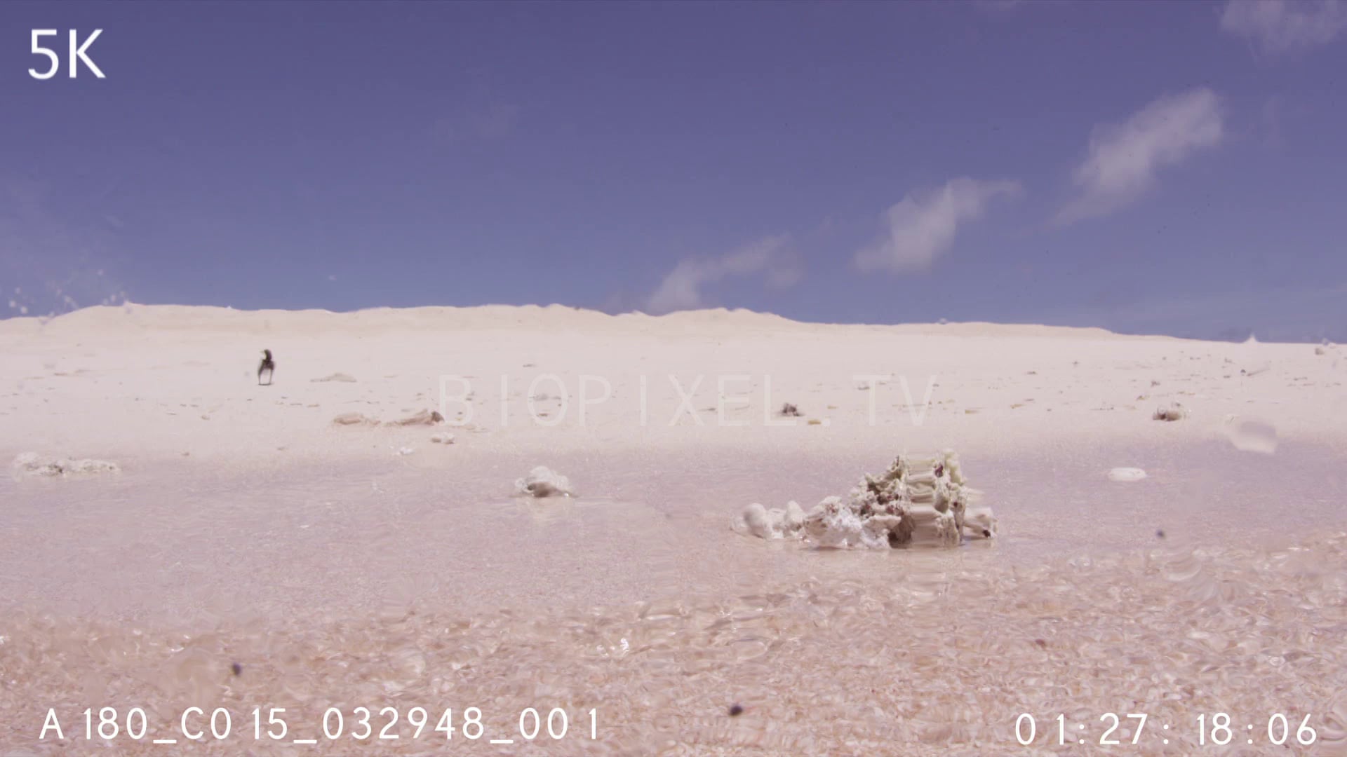 4K Raine Island POV of turtle arriving to nest on island 5K on Vimeo