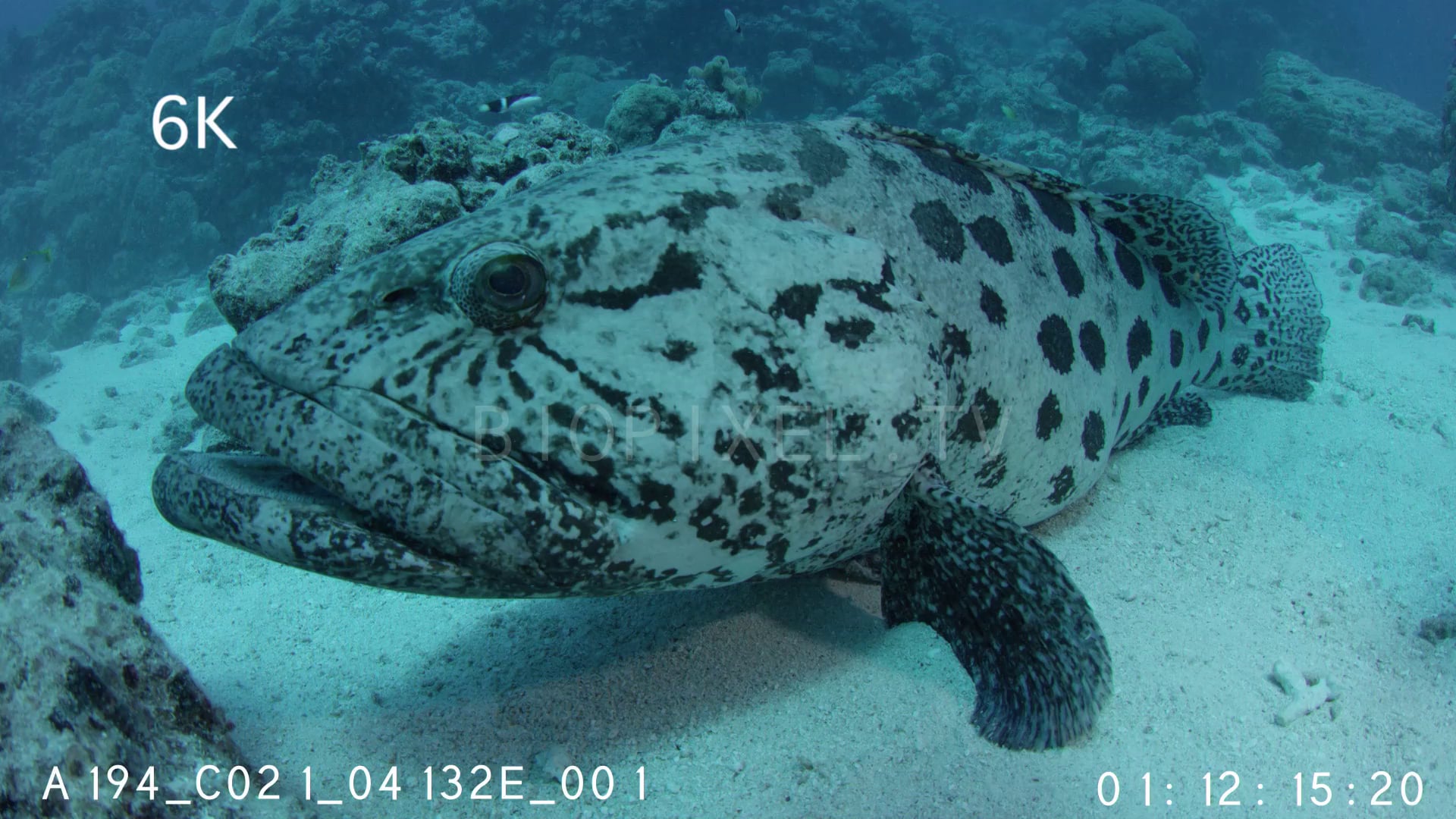 Fish Wrasse Cleaner wrasse cleaning potato cod 2 6K on Vimeo