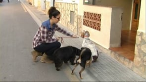 Campanya de recollida d'aliments per animals