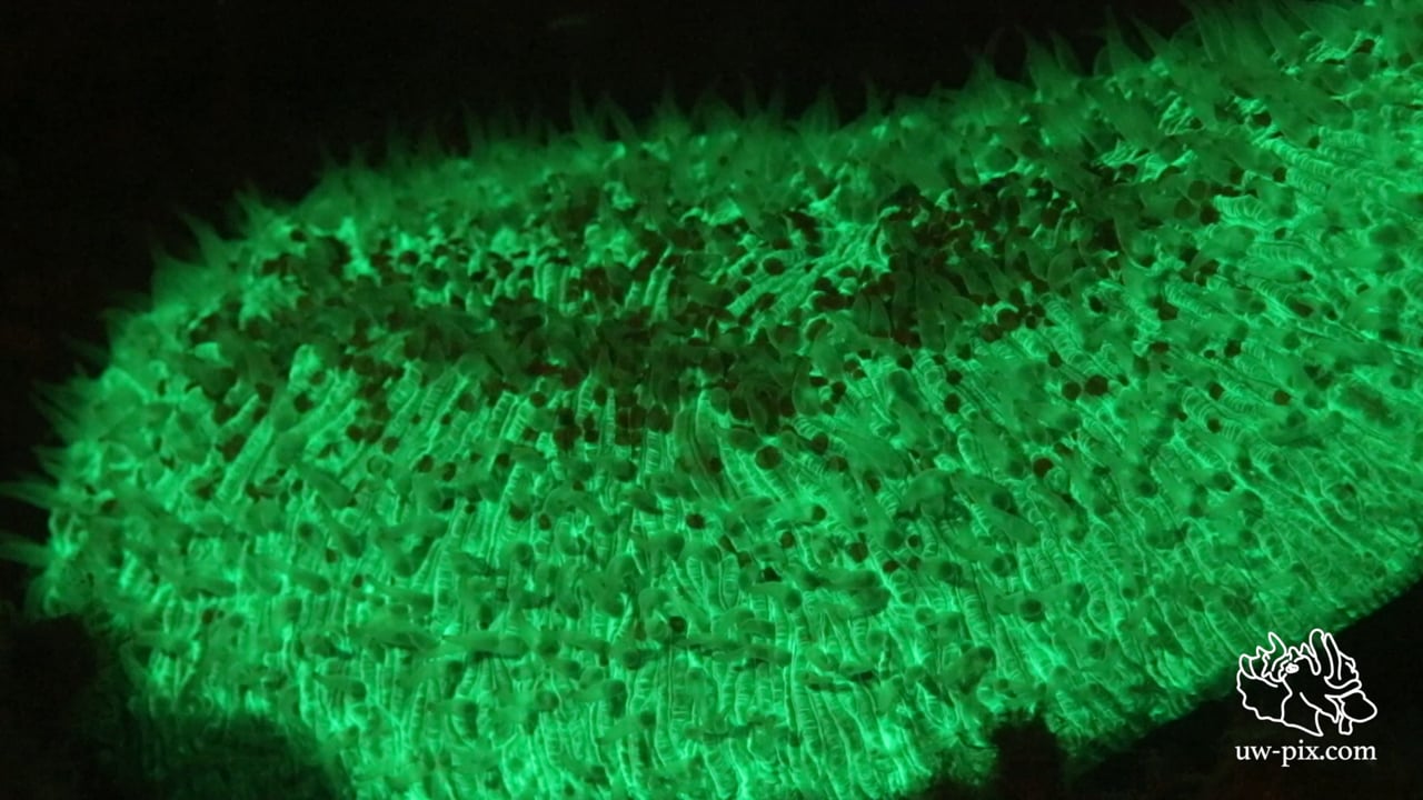 Critters of the Lembeh Strait | Episode 08 - 2015 | Things that go bump in the night Part 1