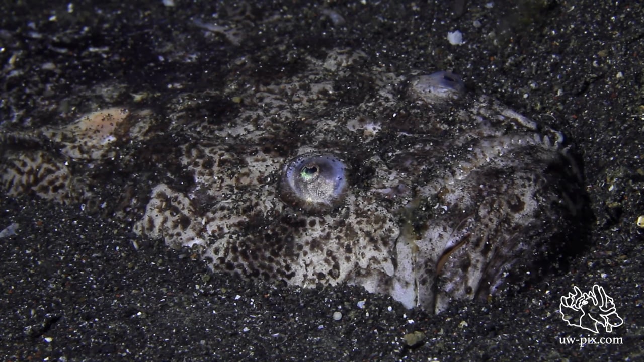Critters of the Lembeh Strait | Episode 09 - 2015 | Things that go bump in the night Part 2