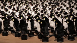 Penguins Mirror