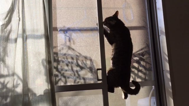 のぼるねこ / Climging !