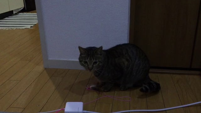 あそぶねこ2 / Playing 2