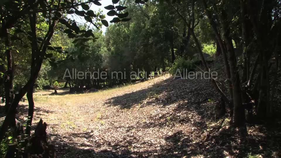 “Allende, mi abuelo Allende” de Marcia Tambutti Allende