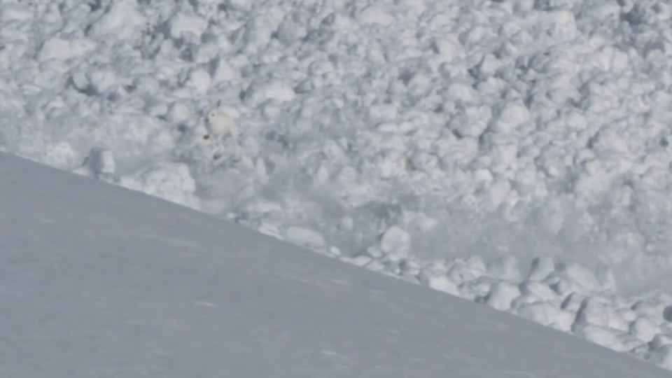 Avalanche! Execute Rabbit Run! Vídeo original de Helipro.