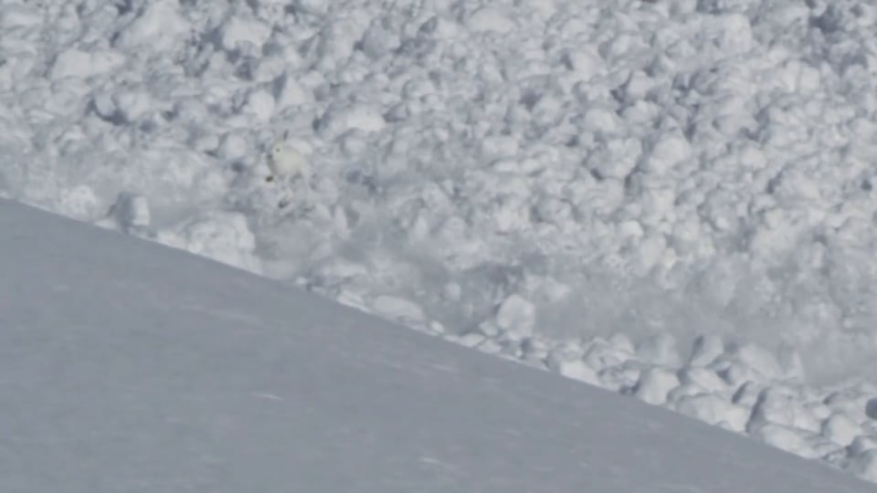 Avalanche! Run Rabbit Run! Original Video By Helipro.