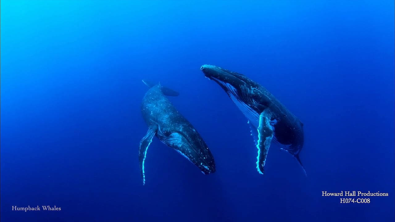 Humpback Whales on Vimeo