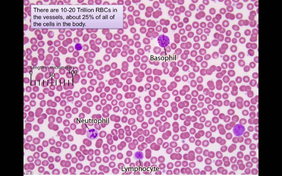 Blood-1. Basic Components of Blood on Vimeo