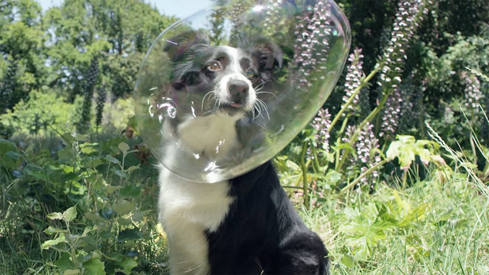 pedigree "bubbles"