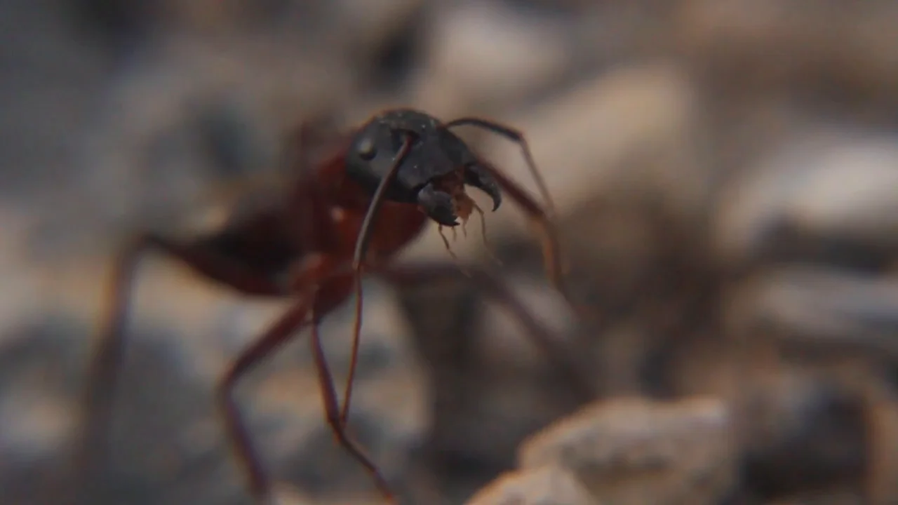 #CreativeUtah: Ant Motion on Vimeo