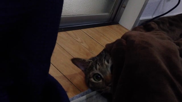 こたつのなかのねこ / In a kotatsu