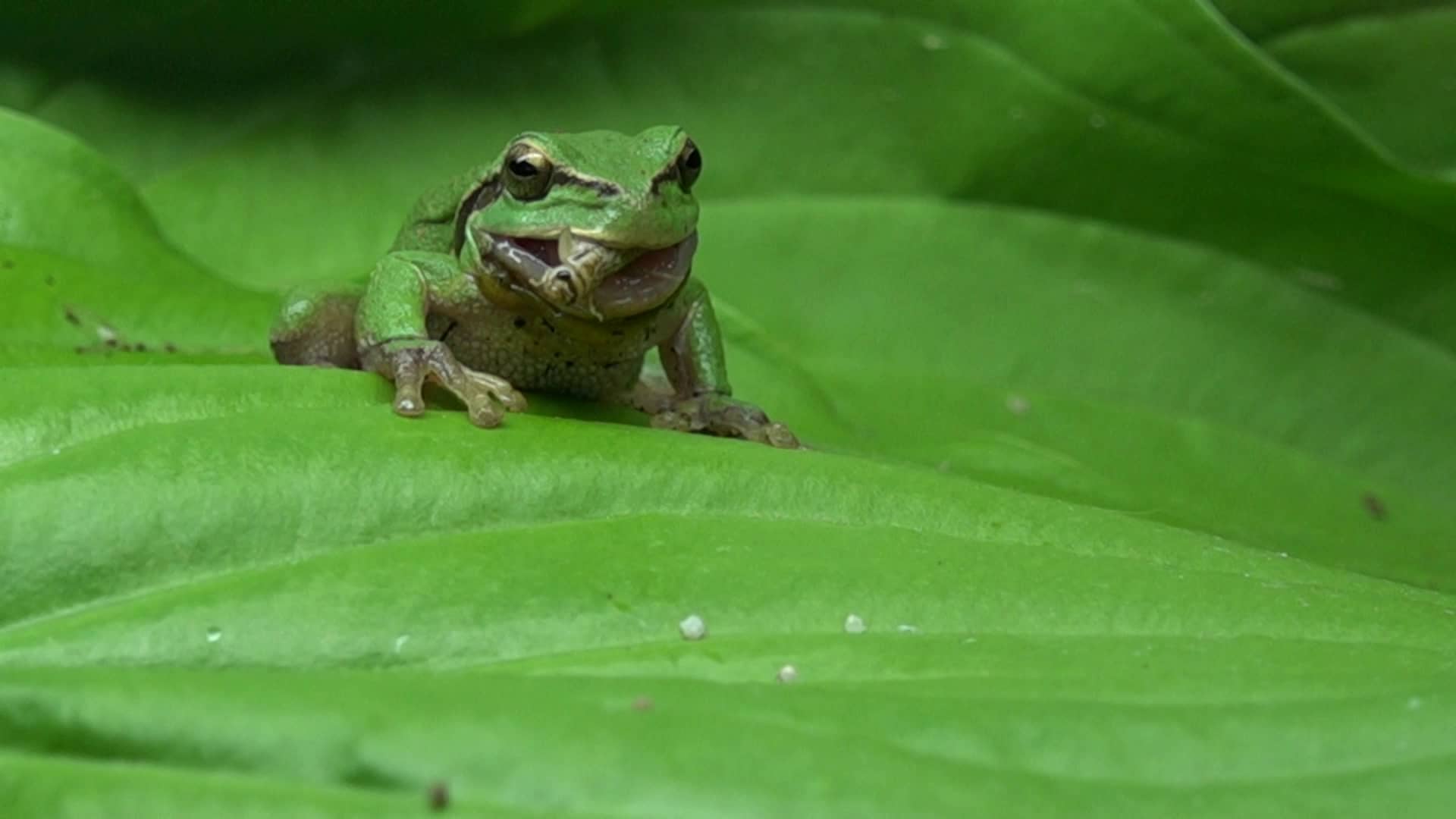 Zeitlupe Laubfrosch beim Fressen on Vimeo