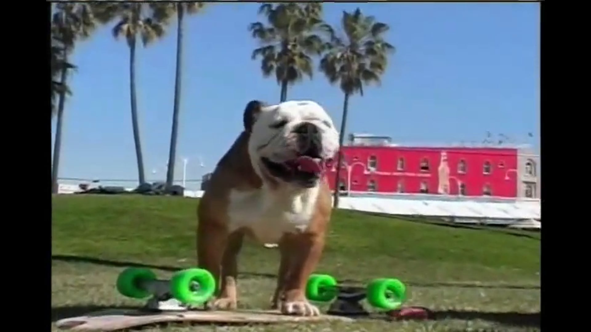 2007: The Year in Animals