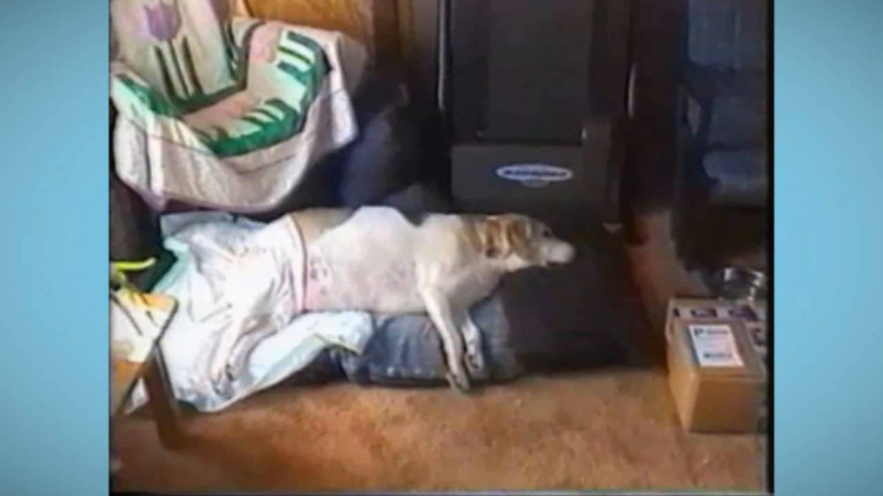 Dog Named Lilly Recovering from Paralysis with NZYMES support on Vimeo