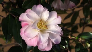 GCTV Camellia Hedge