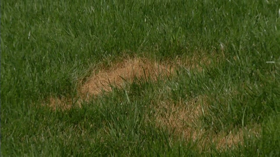 Tips from Toby – Summer Lawn Disease, Nutgrass & Earth Right