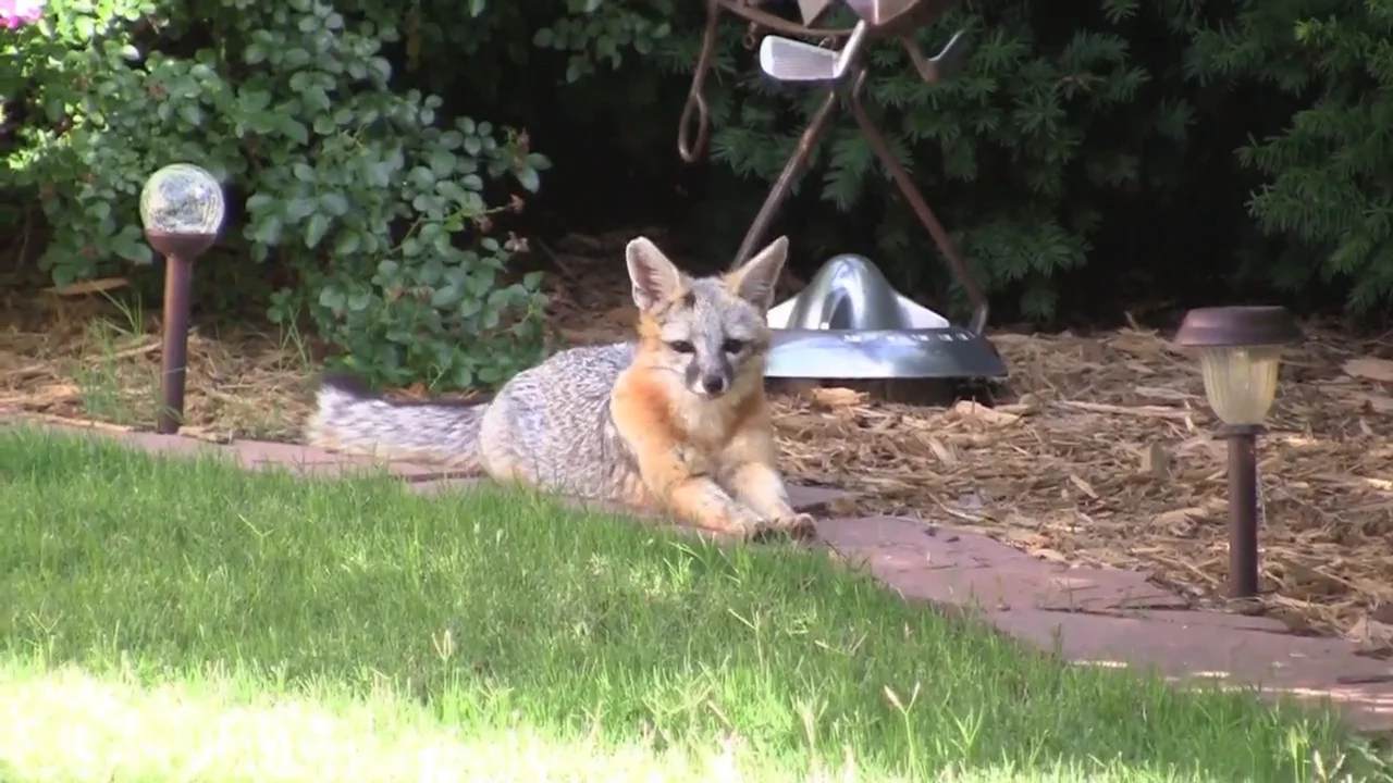 Fox vs Mockingbird: When Species Collide on Vimeo