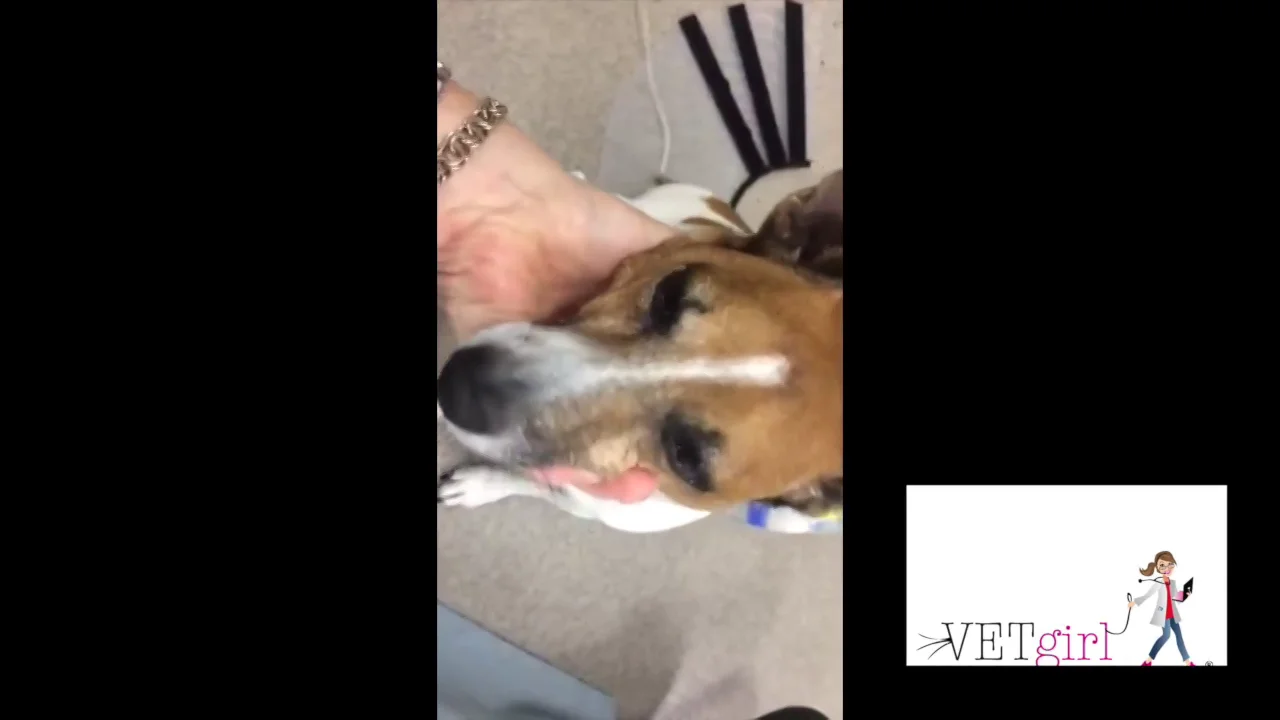 VETgirl Video - Metronidazole Toxicity, image size:1280x720