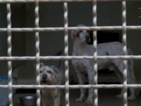 VICENZA – “BASTARDO SARAI TU!”