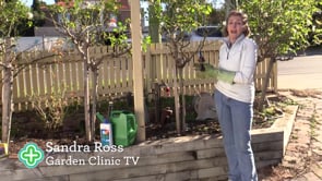 GCTV Rose Pruning teaser