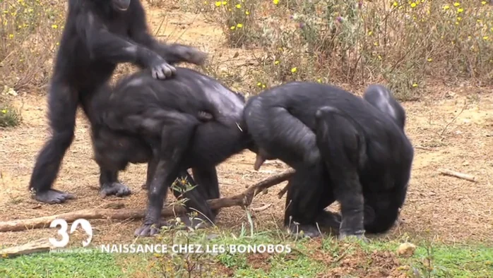 VIDEO. Naissance exceptionnelle d'un bébé bonobo à la Vallée des singes -  Charente Libre.fr