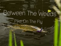 Between The Weeds - Pike On The Fly by Willem Romeijn
