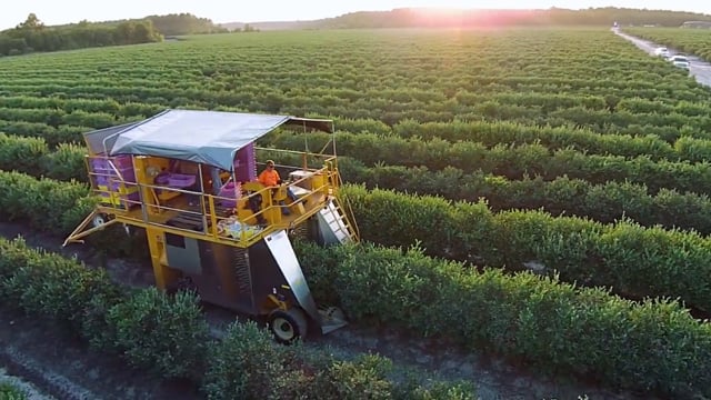 Oxbo Raspberry and Blueberry Harvesters