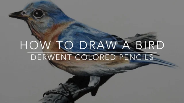 How to Draw a Realistic Bird in Colored Pencil Step-by-Step