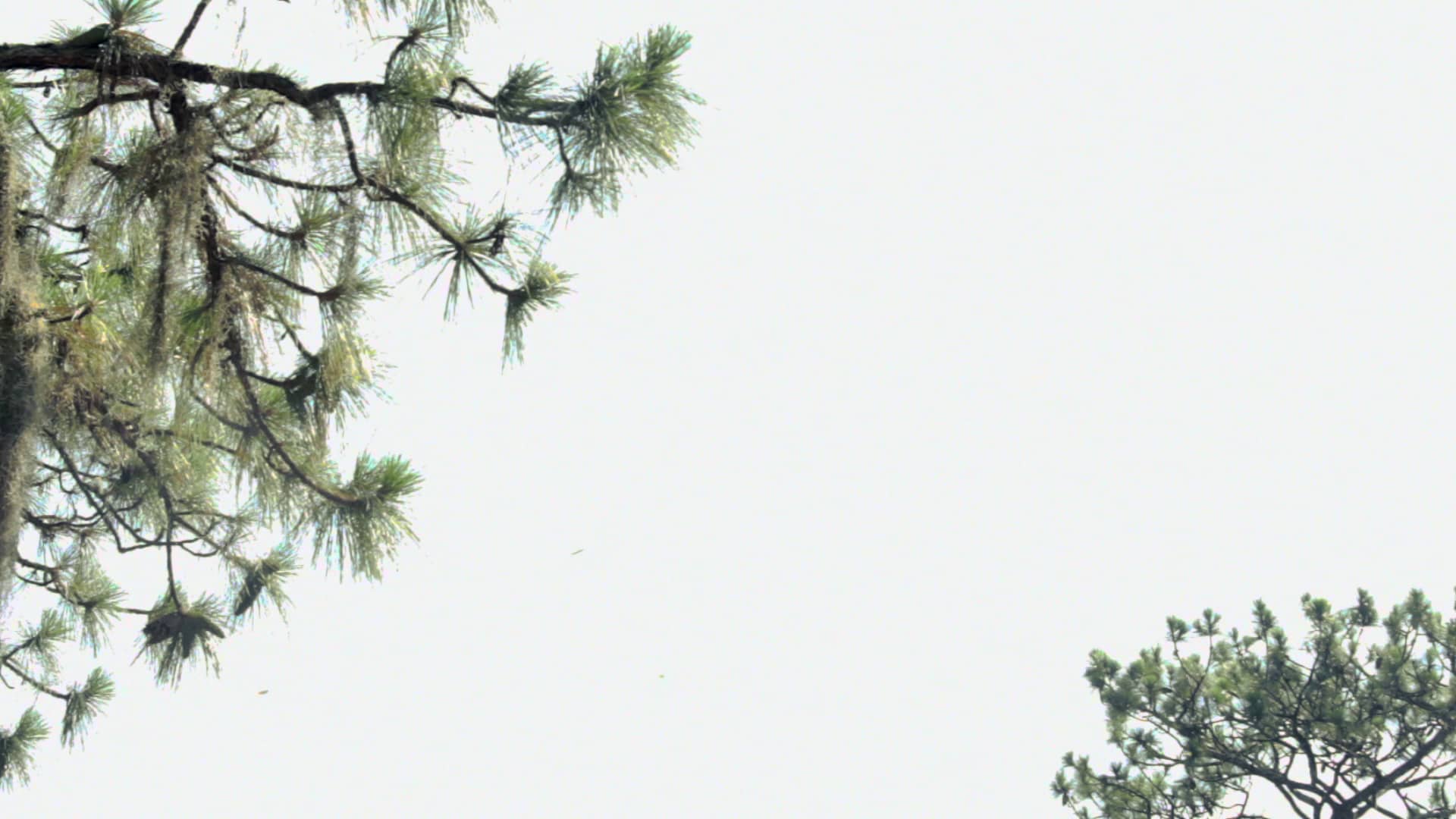 Free the Growler! on Vimeo