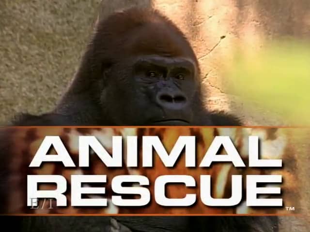 ANIMAL RESCUE - Sample Episode on Vimeo