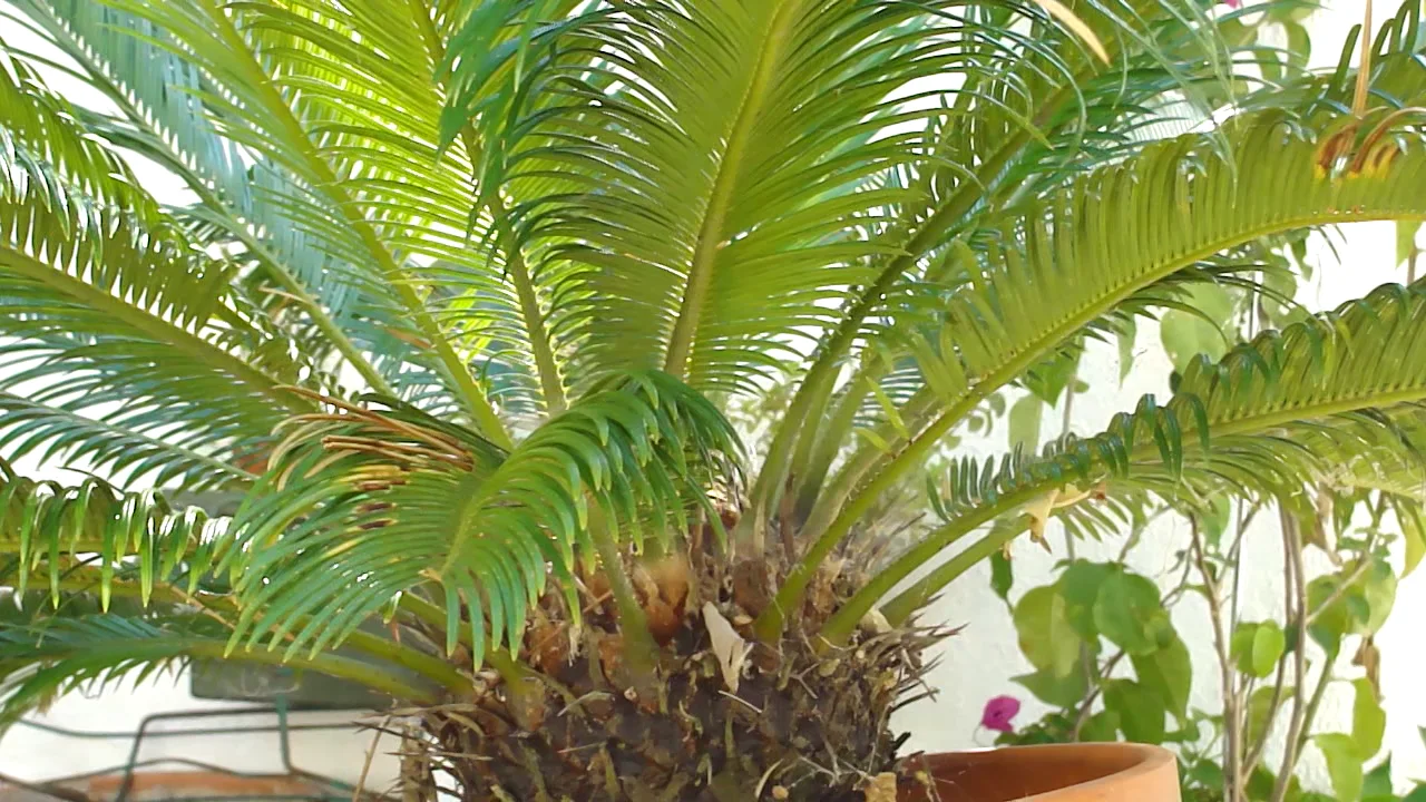 Homevideo #5  