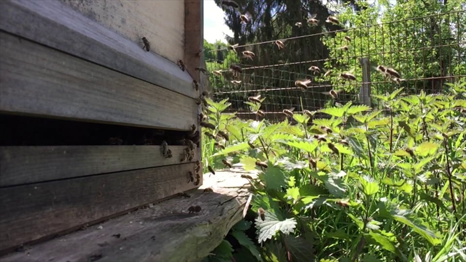 Bienen vor dem Flugloch