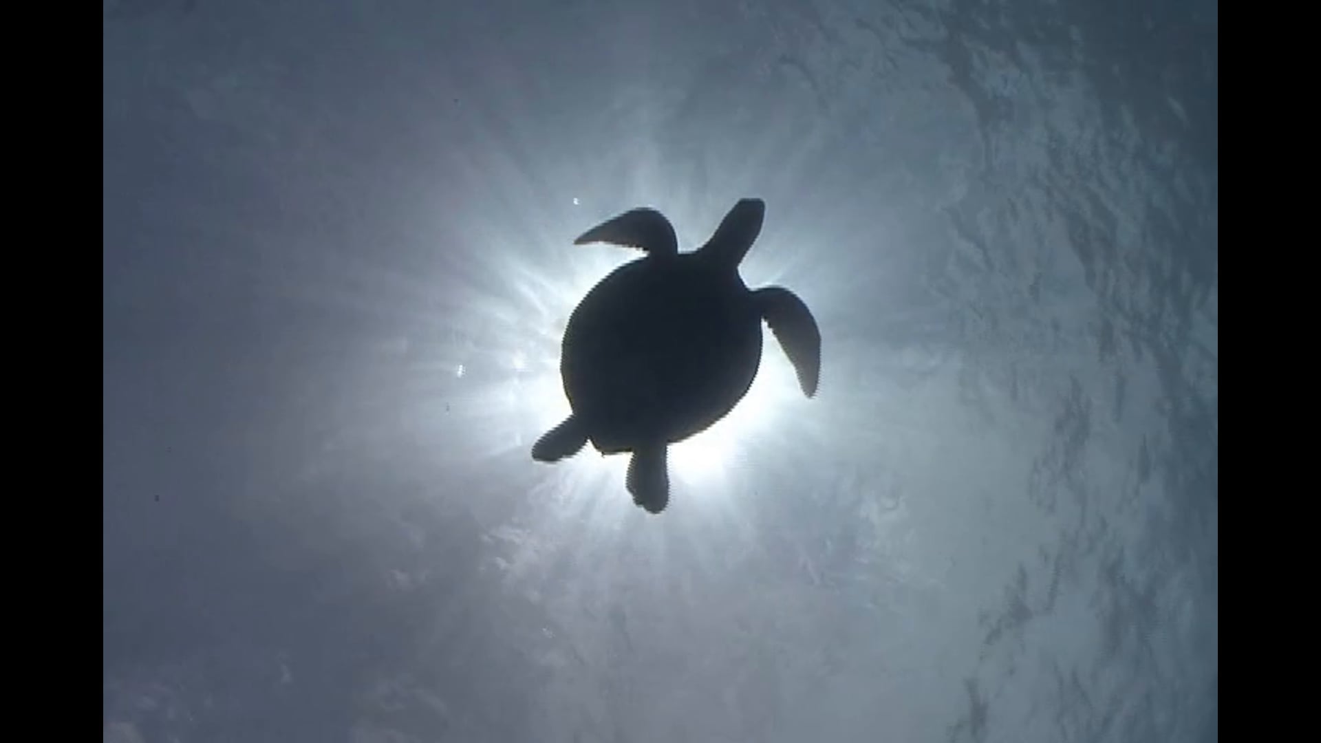 The Utila Sea Turtle Project