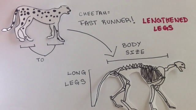 Vertebrate Morphology: Form meets Function