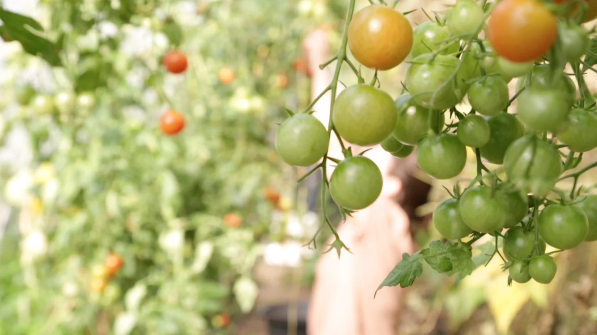 Growing Communities | Videos & Movies on Vimeo