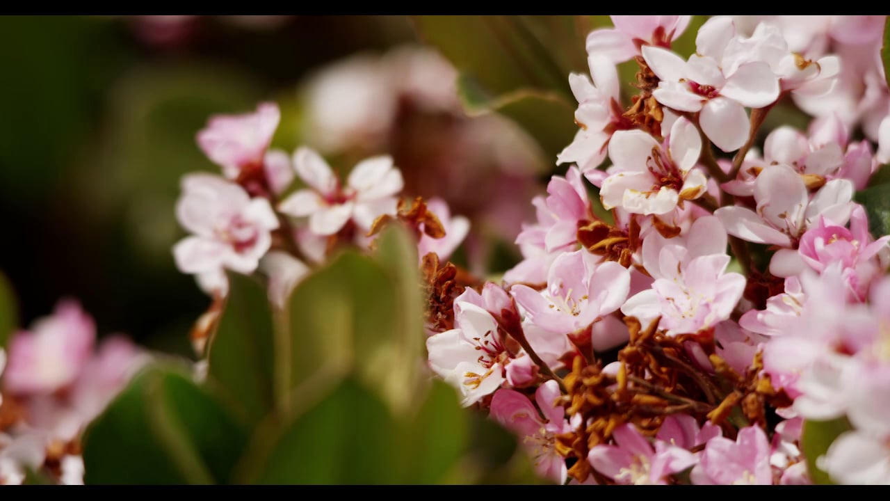 Flowers 04 on Vimeo