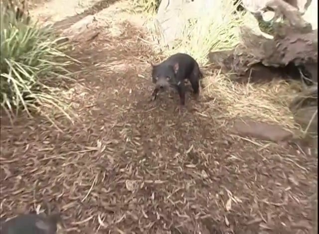 Australian Animals