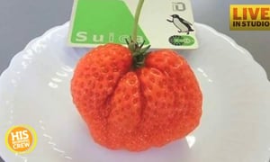 The $8 Japanese Strawberry