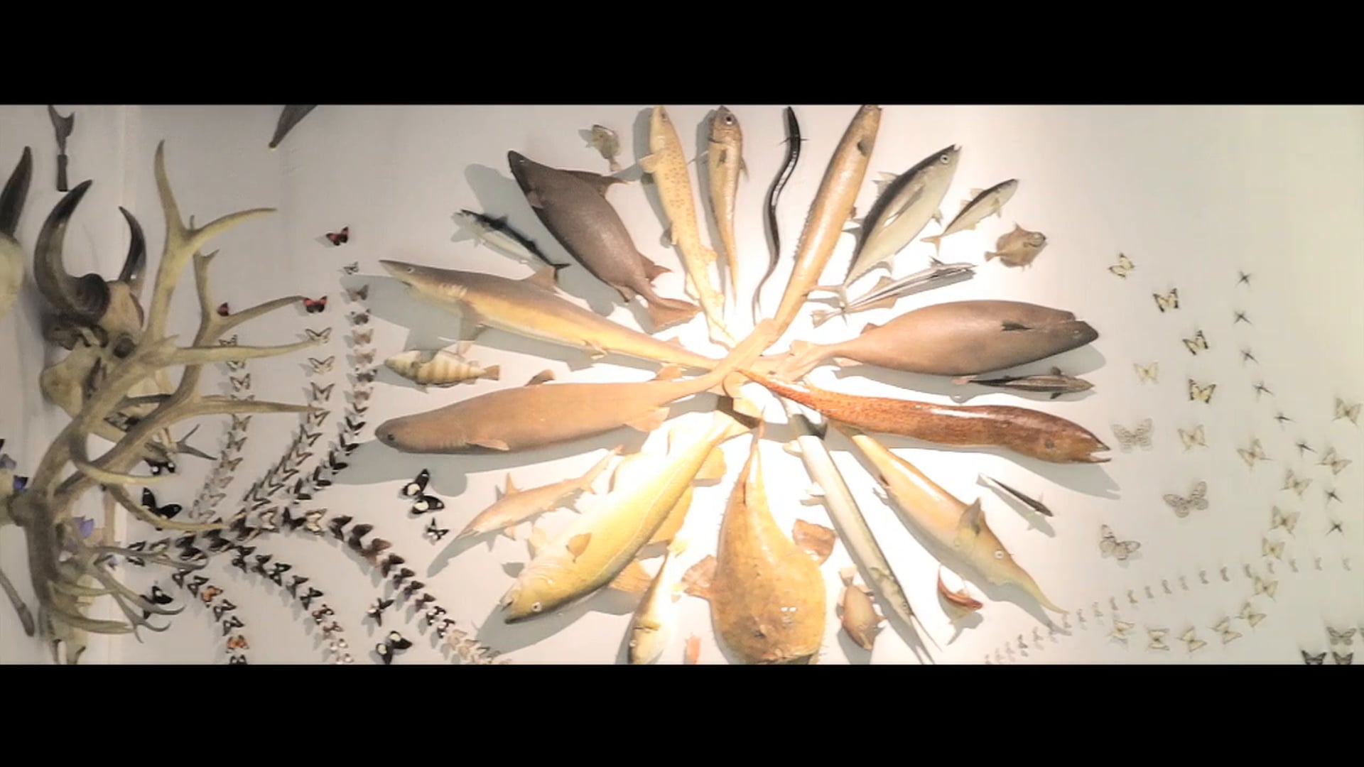 "Dans la chambre des merveilles" - une exposition au musée des Confluences