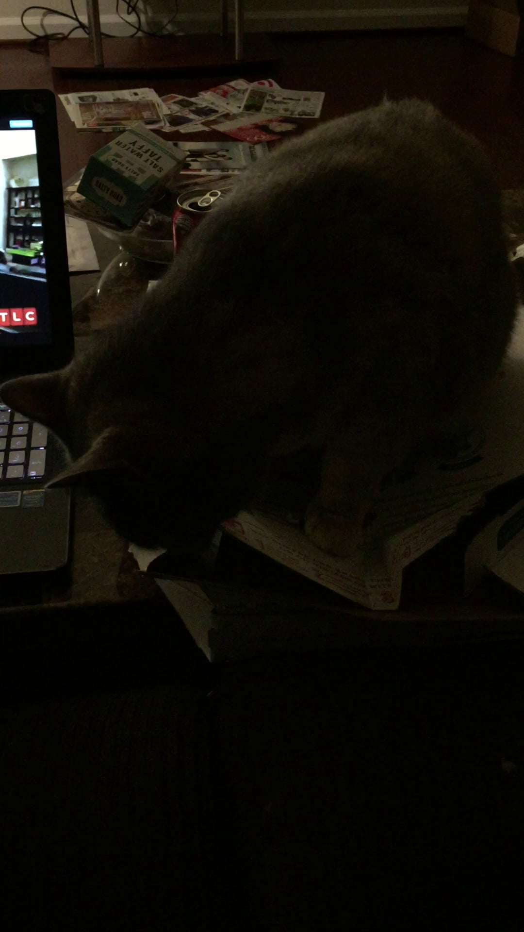 cat ripping cardboard with teeth on Vimeo