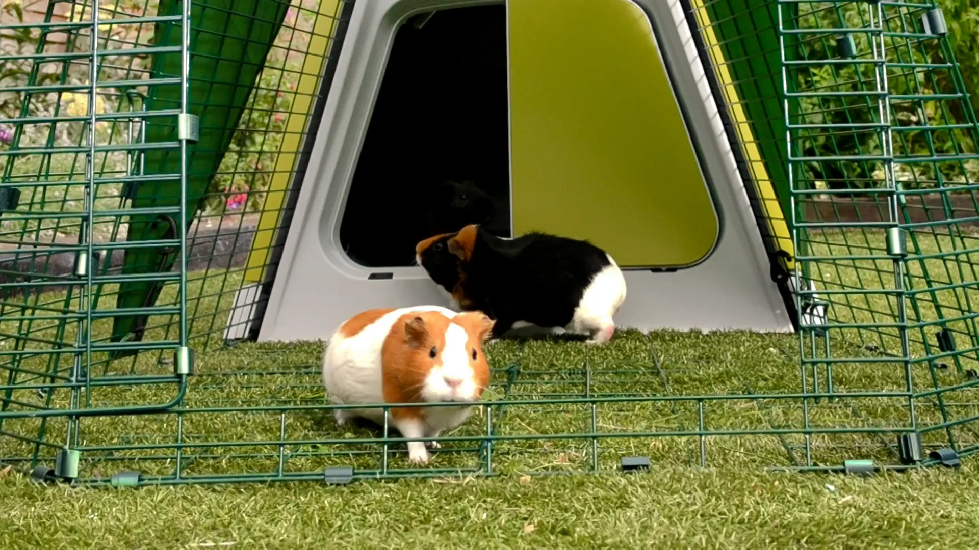 Igloo guinea 2024 pig hutch
