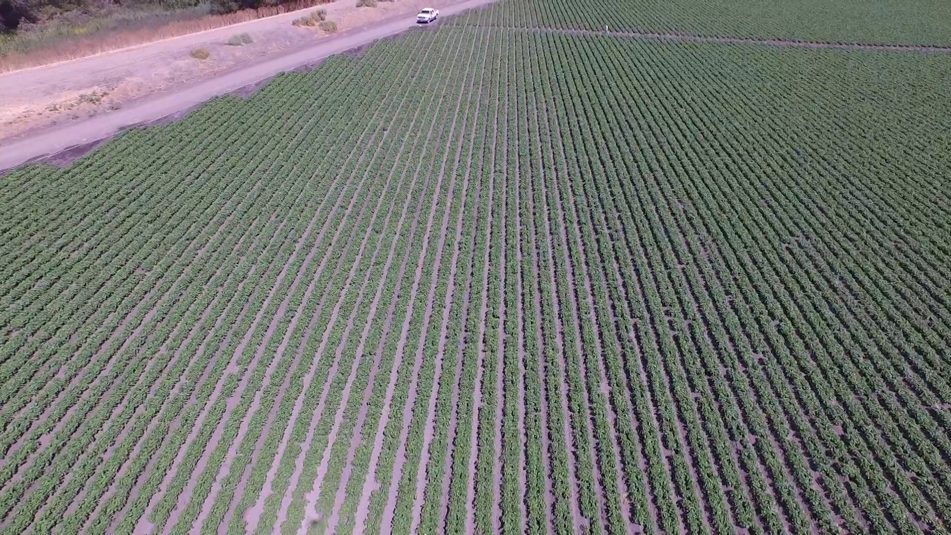 72315 Pepper Field West of Fraizer at Bloomfield 60 Ft High on Vimeo