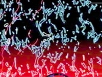 DJEDJOTRONIC - Kaiko