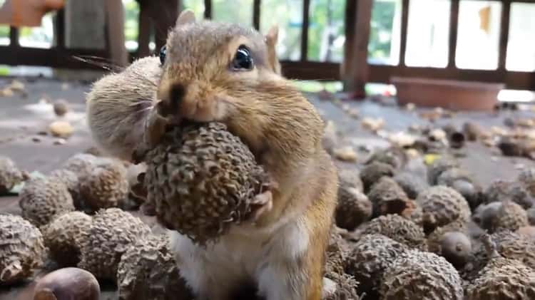 Chipmunk Stuffing His Face Throw Pillow