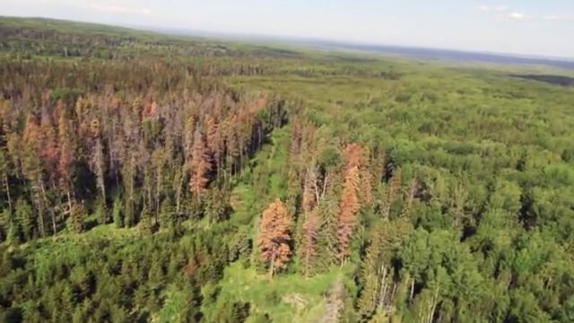 A TINY BEETLE THAT'S DESTROYED BRITISH COLUMBIA'S PINE FORESTS
