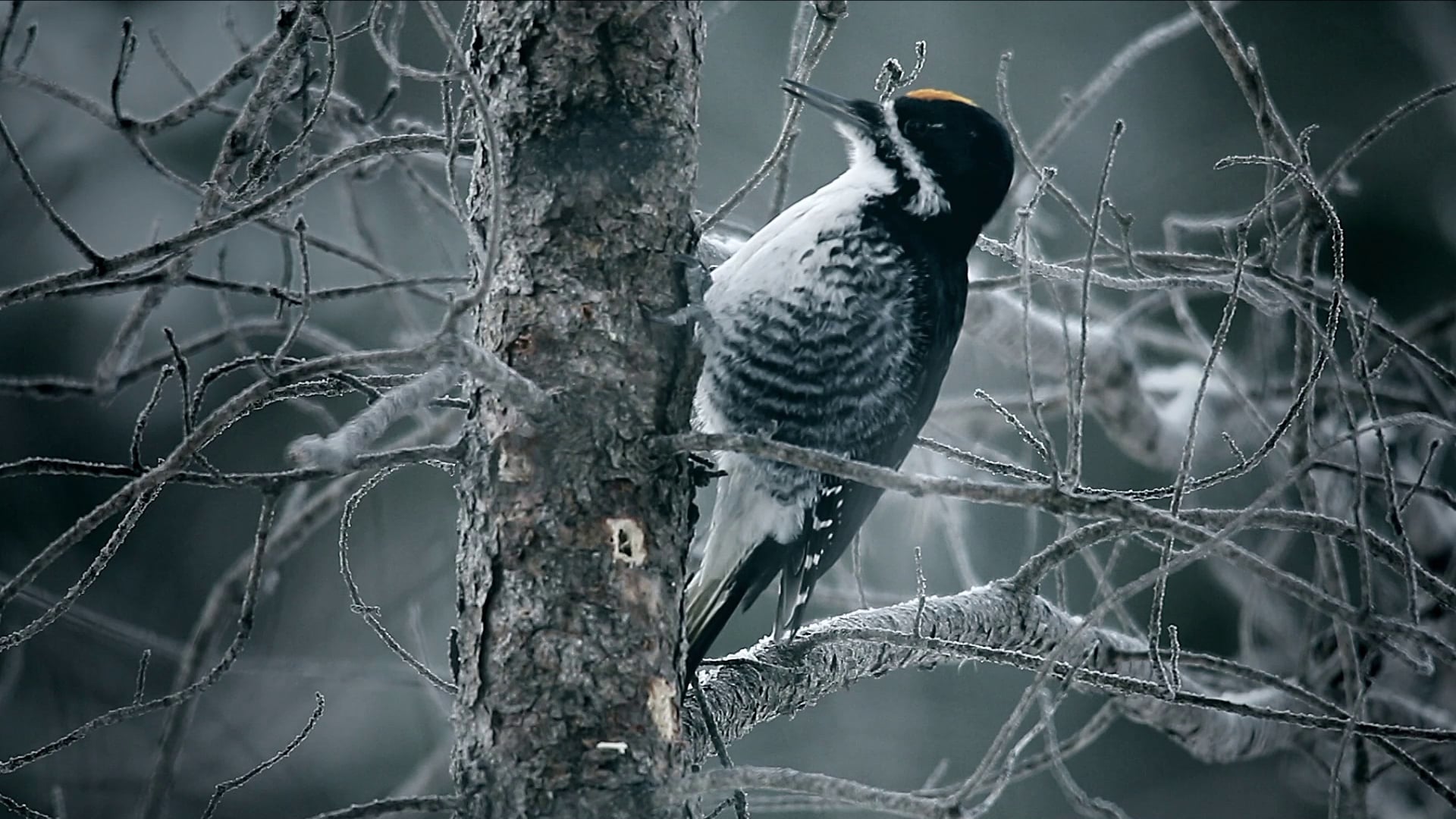 Fargo S2 - TV20 "Woodpecker"