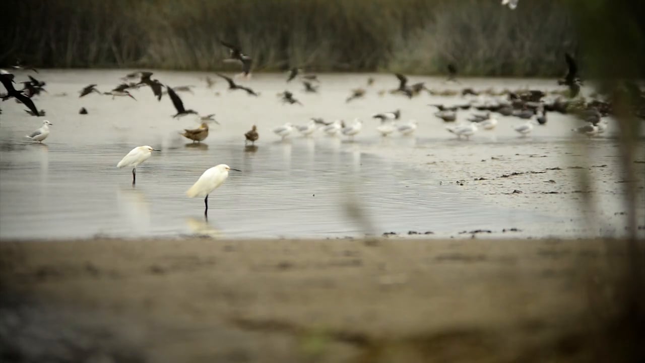 Humedal Rio Maipo
