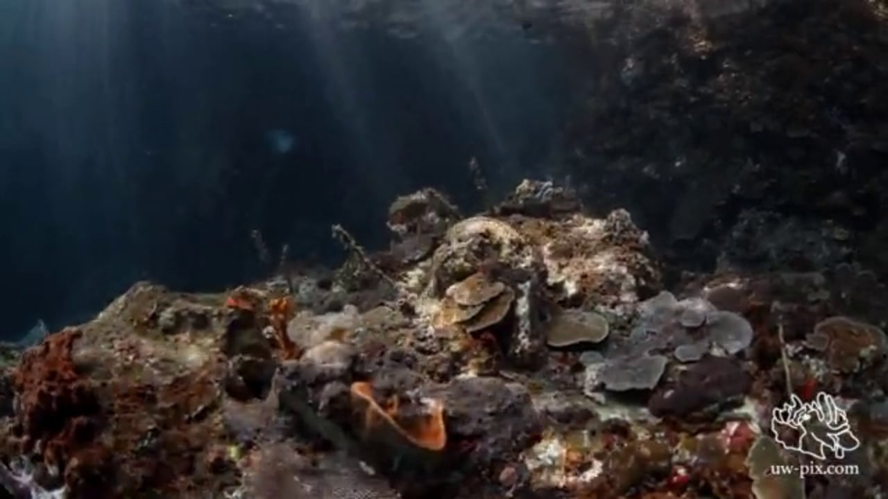 Critters of the Lembeh Strait | Episode 10 - 2015 | Wide Angle Wonder Part 1